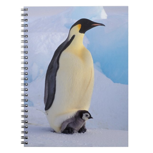Kaiserpinguin | Aptenodytes Notizblock (Vorderseite)