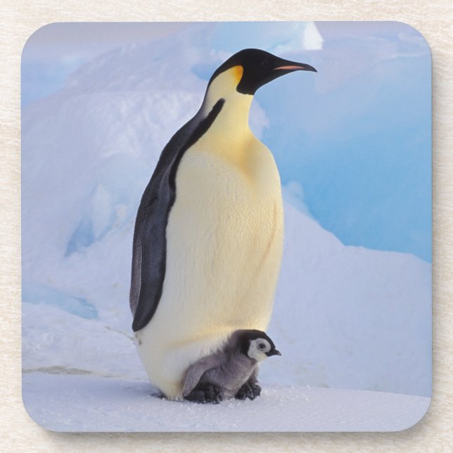 Kaiserpinguin | Aptenodytes Untersetzer (Vorderseite)