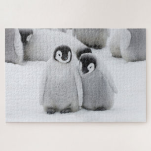Kaiserpinguin-Küken auf Eis in der Antarktis
