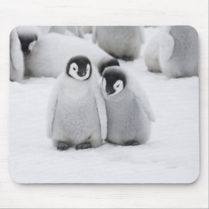 Kaiserpinguin-Küken auf Eis in der Antarktis Mousepad