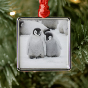 Kaiserpinguin-Küken auf Eis in der Antarktis Ornament Aus Metall