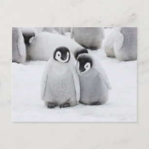 Kaiserpinguin-Küken auf Eis in der Antarktis Postkarte