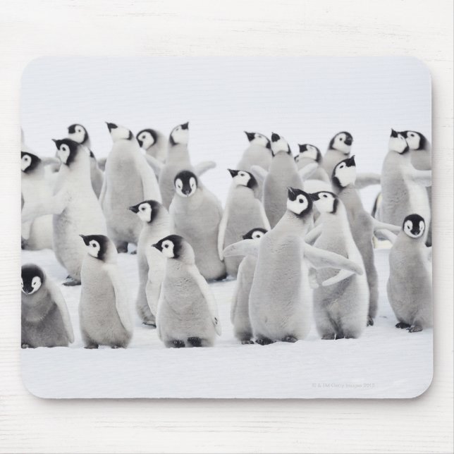 Kaiserpinguin Mousepad (Vorne)