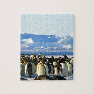 Kaiserpinguine