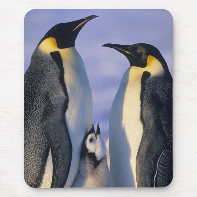 Kaiserpinguine (Aptenodytes forsteri) Erwachsene Mousepad (Vorne)