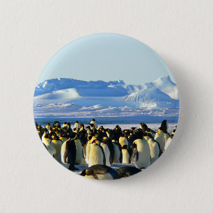 Kaiserpinguine Button