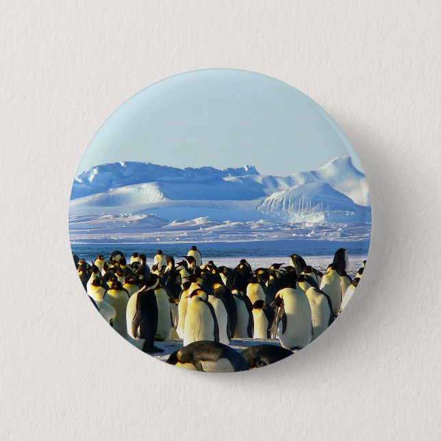 Kaiserpinguine Button (Vorderseite)