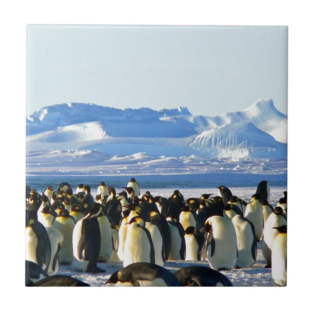 Kaiserpinguine Fliese (Vorderseite)