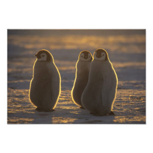 Kaiserpinguine Fotodruck