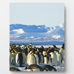 Kaiserpinguine Fotoplatte