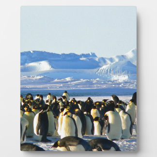 Kaiserpinguine Fotoplatte