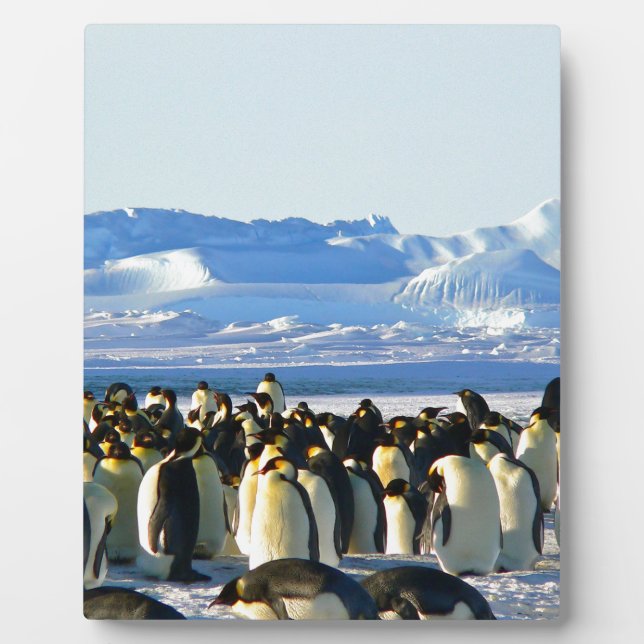 Kaiserpinguine Fotoplatte (Vorderseite)
