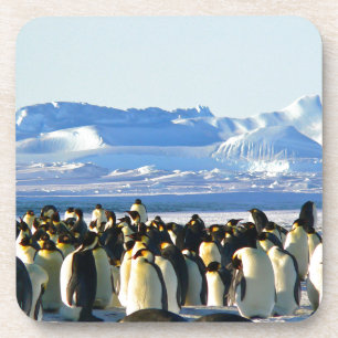 Kaiserpinguine Getränkeuntersetzer