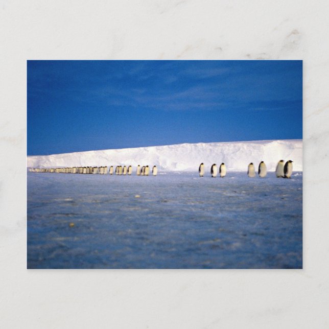 Kaiserpinguine im Mondlicht, Antarktis Postkarte (Vorderseite)