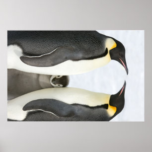 Kaiserpinguine mit Kick-Poster Poster