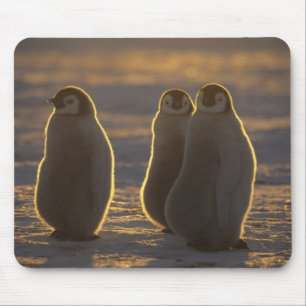 Kaiserpinguine Mousepad