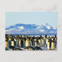 Kaiserpinguine