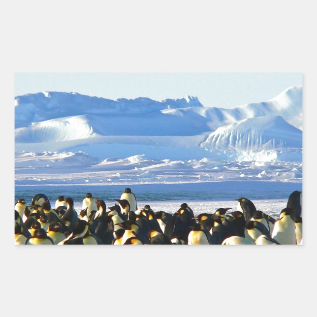 Kaiserpinguine Rechteckiger Aufkleber (Vorderseite)