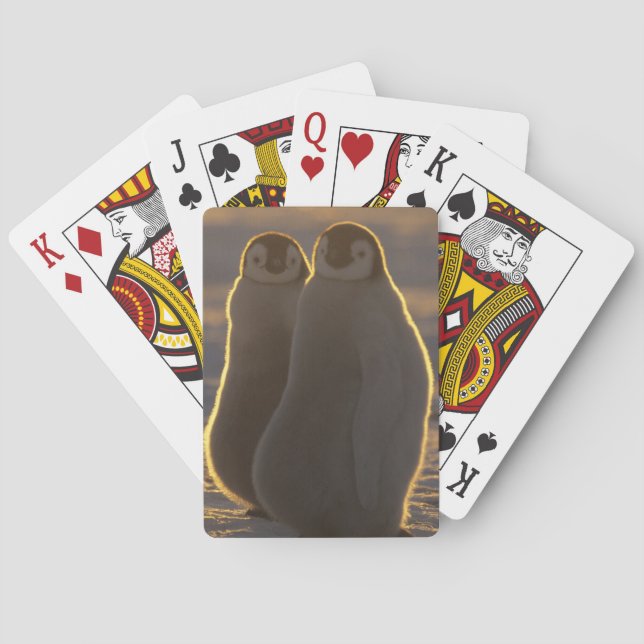 Kaiserpinguine Spielkarten (Rückseite)
