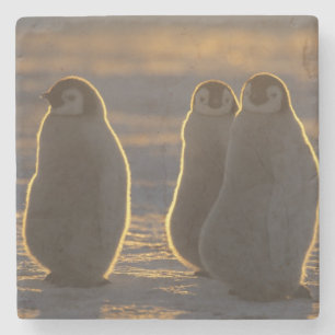 Kaiserpinguine Steinuntersetzer