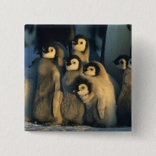 Kaiserpinguinküken in Kinderstube, Aptenodytes Button