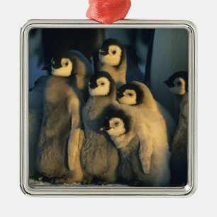 Kaiserpinguinküken in Kinderstube, Aptenodytes Silbernes Ornament