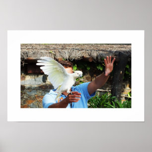Kakadu mit Flügel Poster
