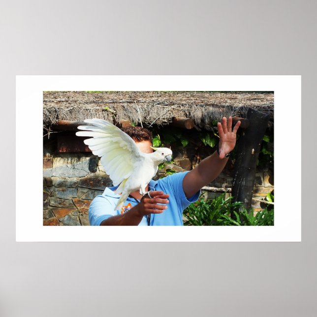 Kakadu mit Flügel Poster (Vorne)