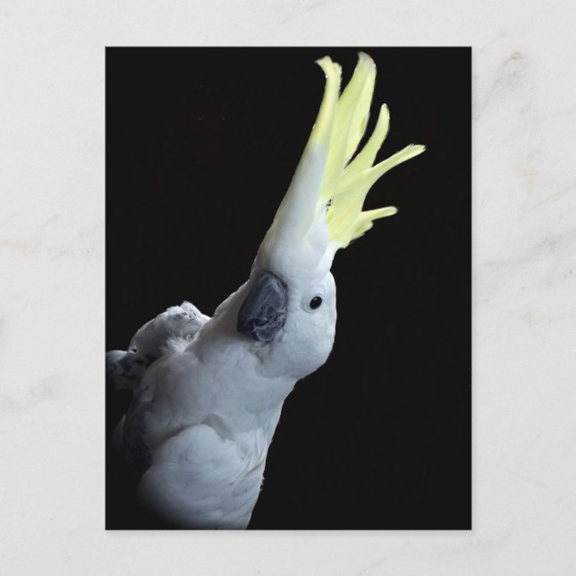 Kakadu Postkarte (Vorderseite)