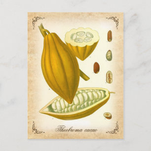 Kakao - Vintage-Illustration Postkarte