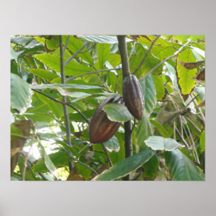 Kakaobaum Poster
