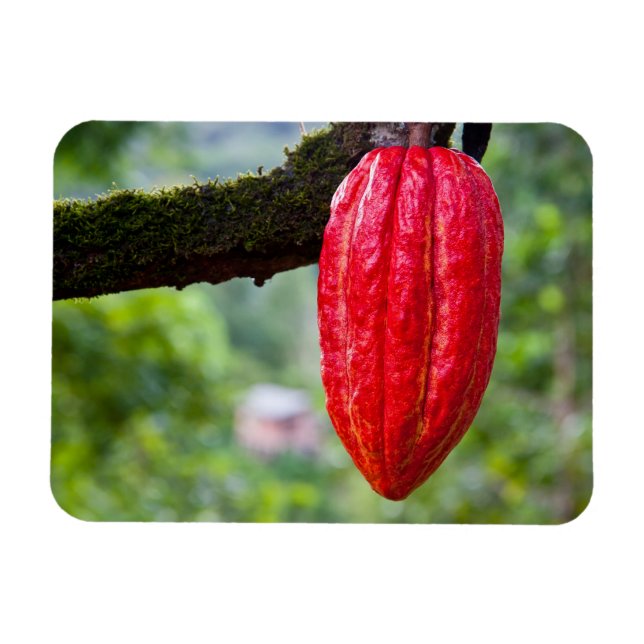 Kakaotorrot Magnet (Horizontal)