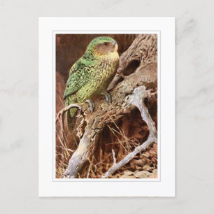 Kakapo Postkarte