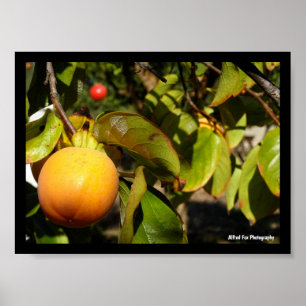 Kaki-Frucht am Baum Poster
