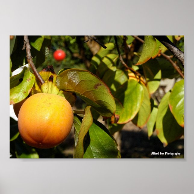 Kaki-Frucht am Baum Poster (Vorne)