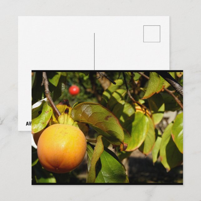 Kaki-Frucht am Baum Postkarte (Vorne/Hinten)