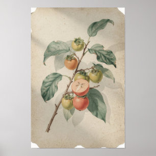 Kaki-Zweig Botanischer Druck Poster