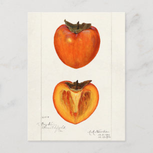 Kakis Frucht Aquarellmalerei Postkarte