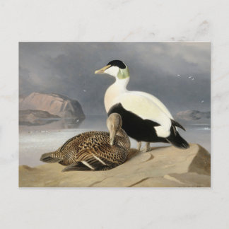 Kaksi Haahkaa von Ferdinand von Wright Postkarte