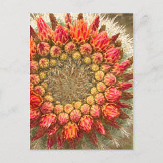 Kakteen Blume 016a Postkarte