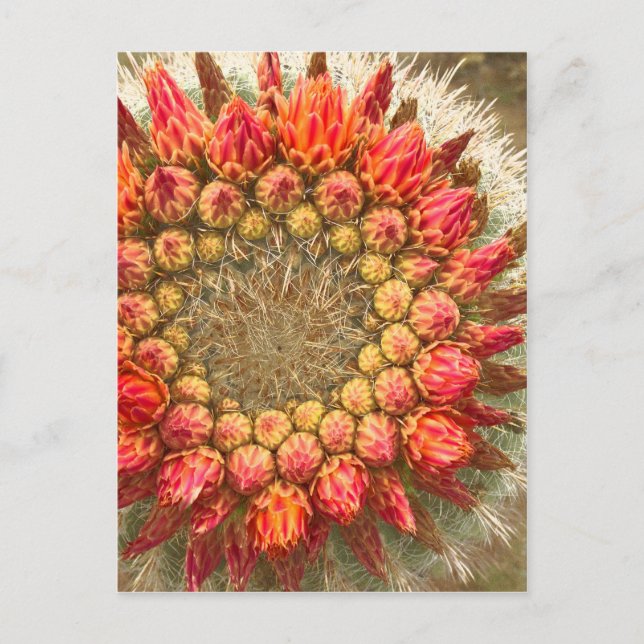 Kakteen Blume 016a Postkarte (Vorderseite)