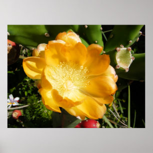 Kakteen Blume Bloms in Orange Poster