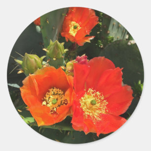 Kakteen Blume Lebendige Blooms-Wüste Runder Aufkleber
