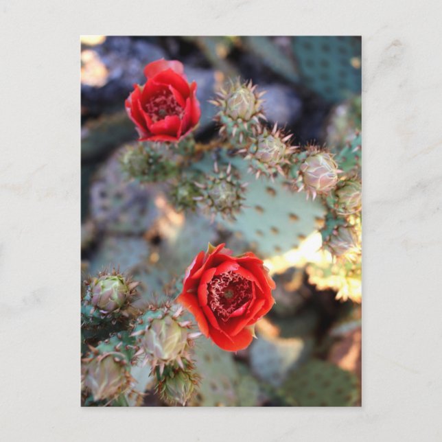 Kakteen Blume Rote Blüten Postkarte (Vorderseite)