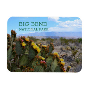 Kakteen, Blüten, Big Bend Magnet