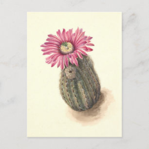 Kakteen Botanical Illustration Postkarte