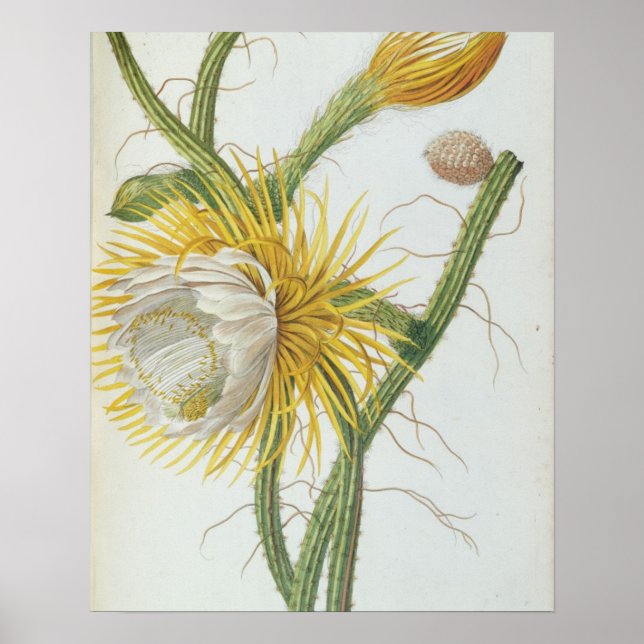 Kakteen: Cereus, aus Trews "Plantae Selectae" 175 Poster (Vorne)