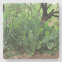 Kakteen der Prickly in Wüste, Arizona, q Untersetz