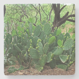 Kakteen der Prickly in Wüste, Arizona, q Untersetz Steinuntersetzer