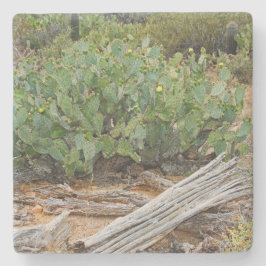 Kakteen der Prickly in Wüste, Arizona, q Untersetz Steinuntersetzer